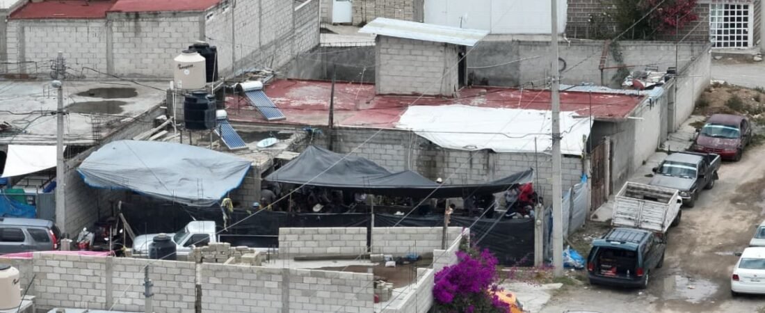 Desmantelan pelea de gallos clandestina en Pachuca